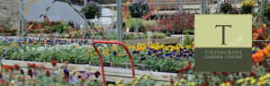 TG Banner 300x96