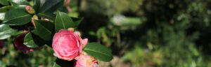 WG Banner 300x96