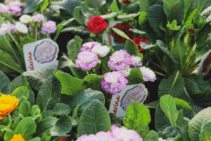 IMG 7466 300x200