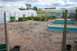 veg garden 1 300x200