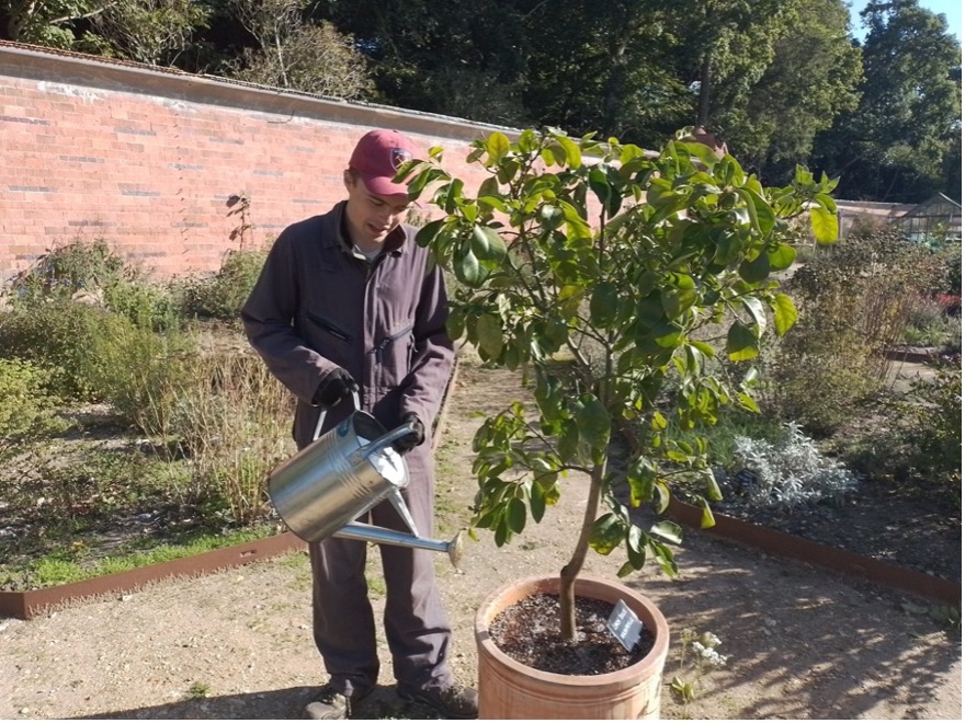 An EMA student watering a tree plant at Carey's Secret Garden.