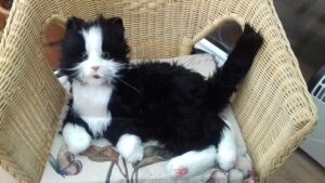 Blk Cat 300x169 Blk Cat 300x169